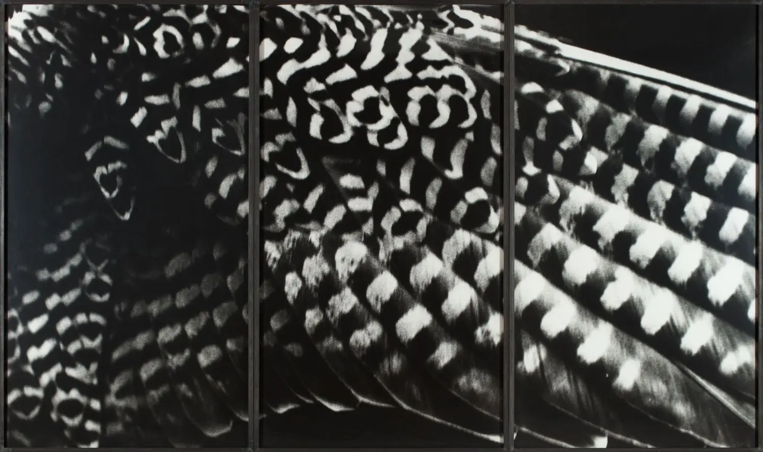 burkhard-KB0431-flugel