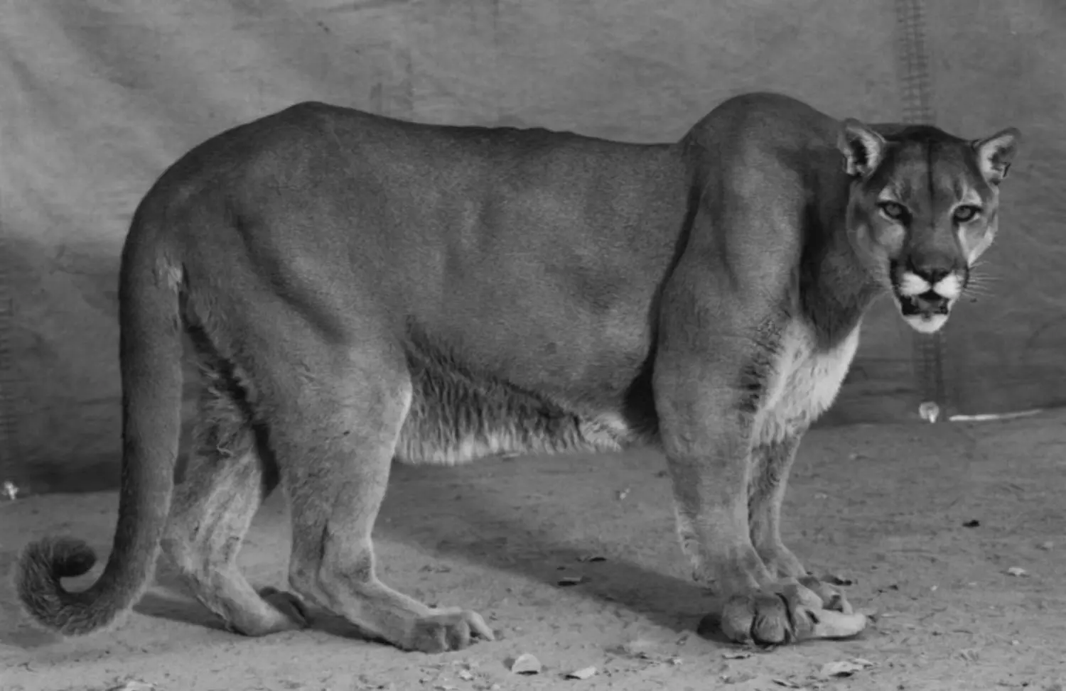 burkhard-KB0731-14-animals