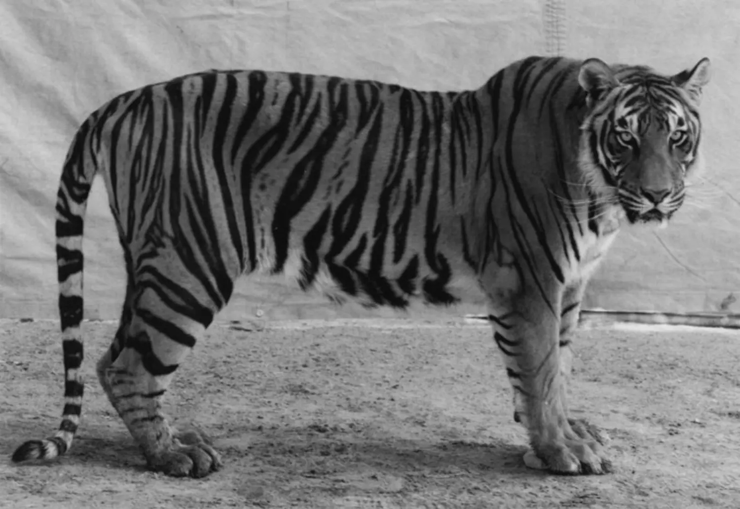 burkhard-KB0731-15-animals