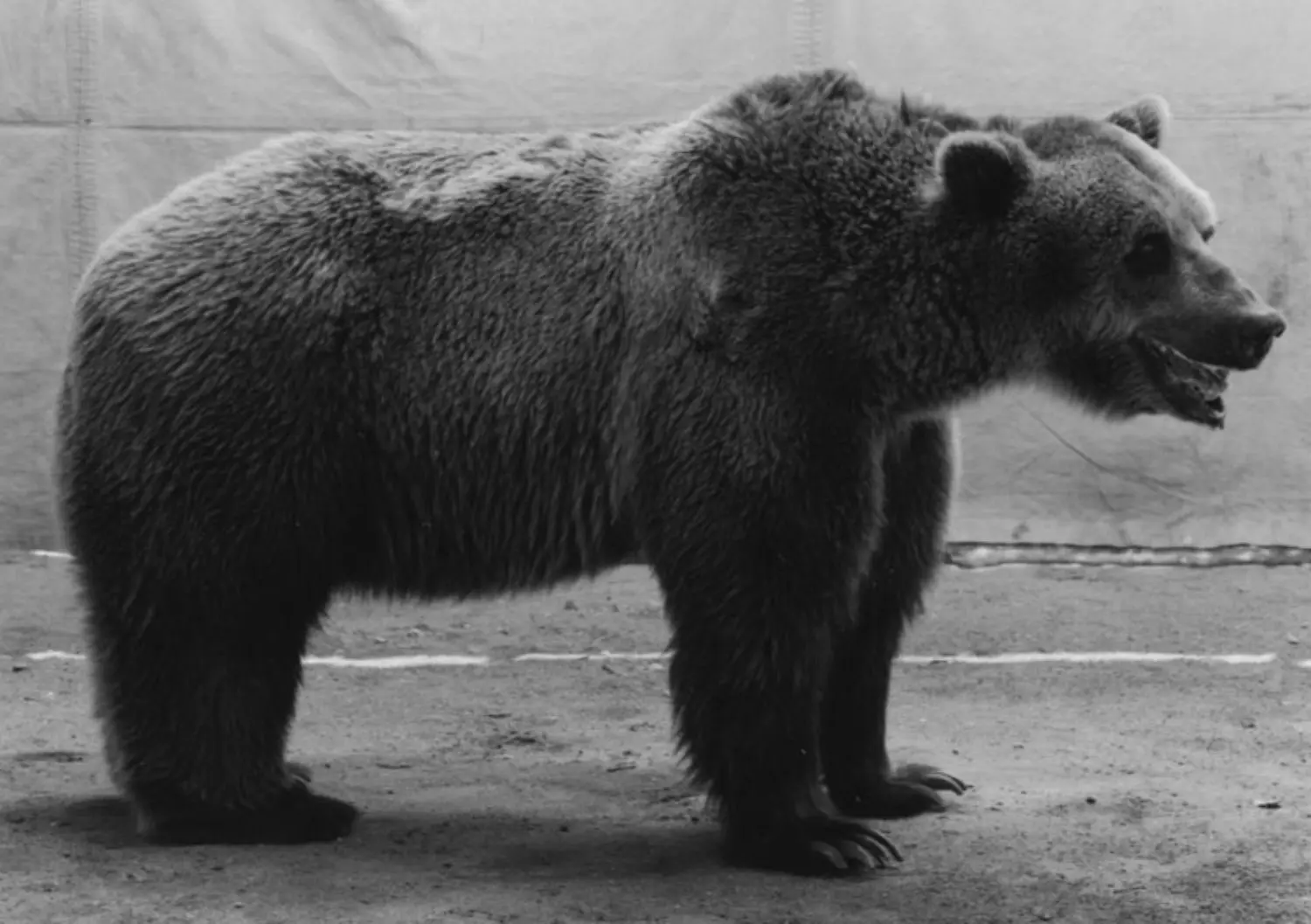 burkhard-KB0731-17-animals