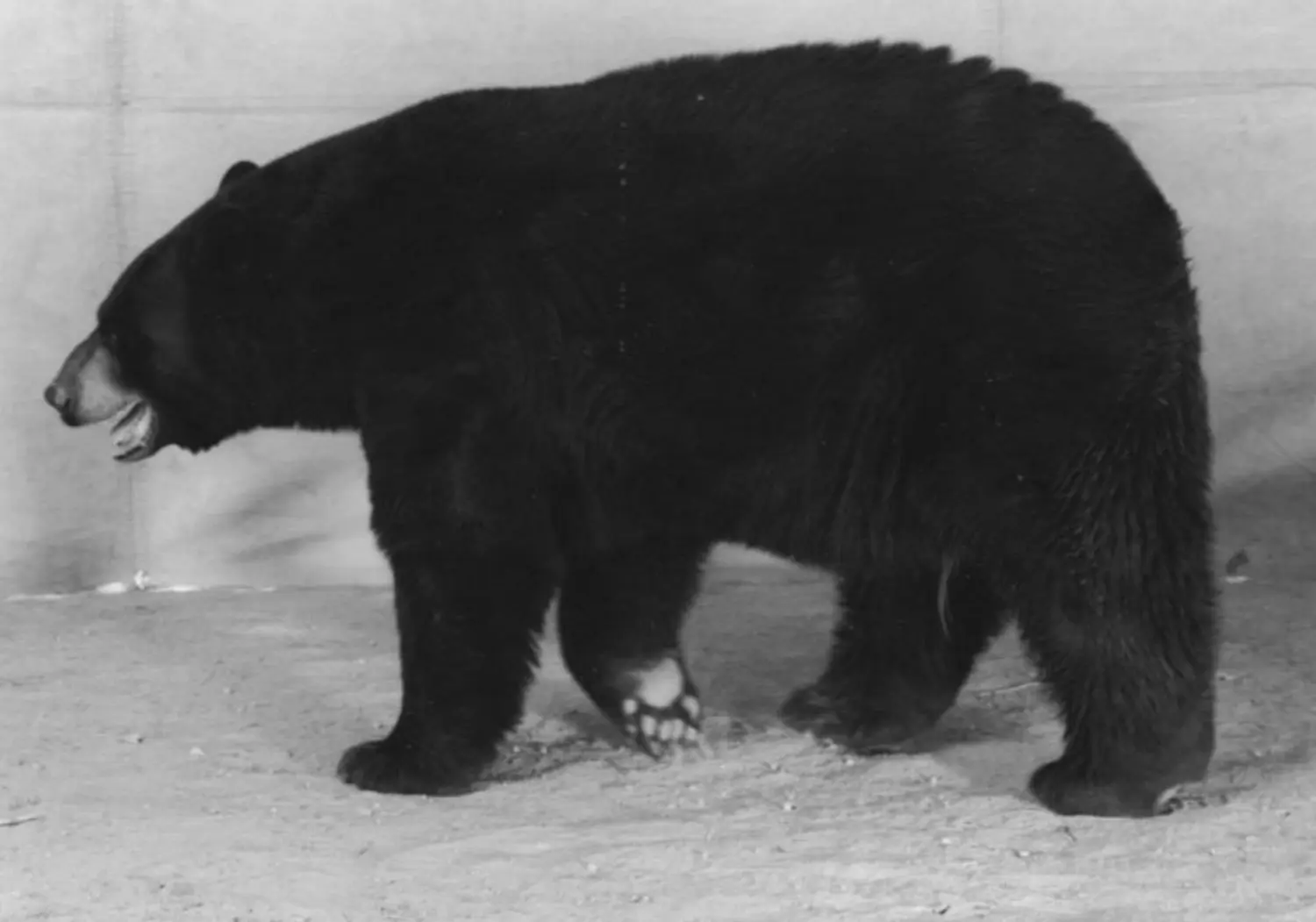 burkhard-KB0731-18-animals