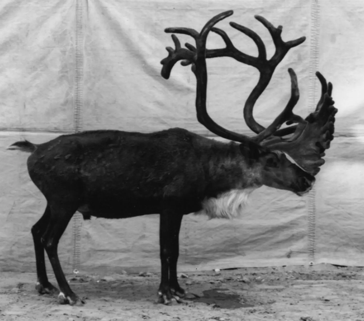 burkhard-KB0731-3-animals