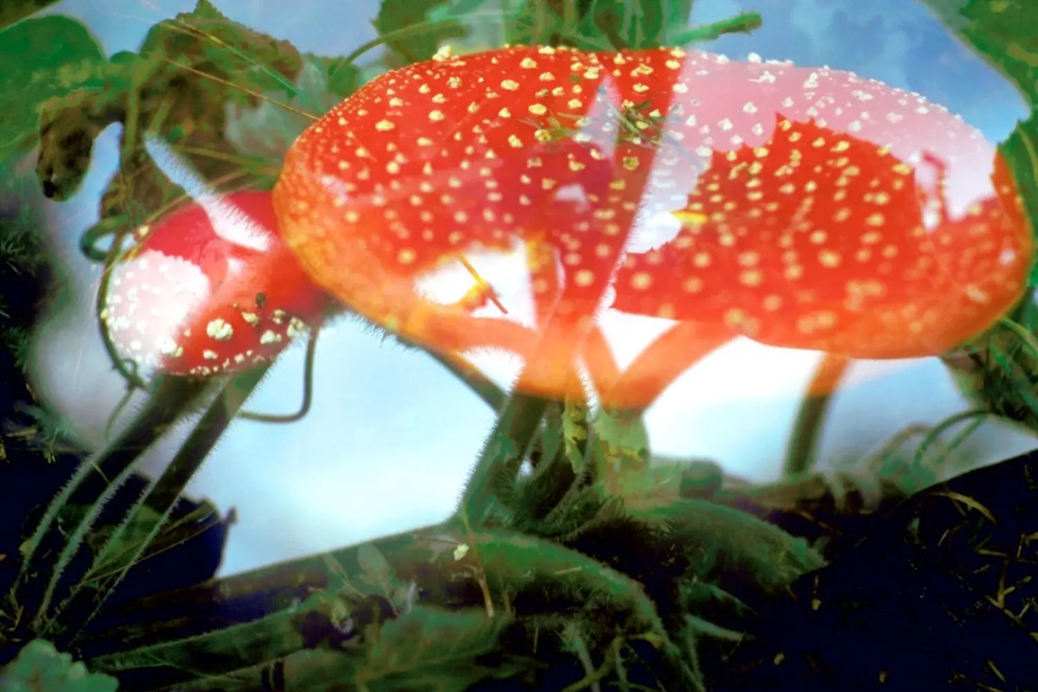 fischli-weiss-KL1547-untitled