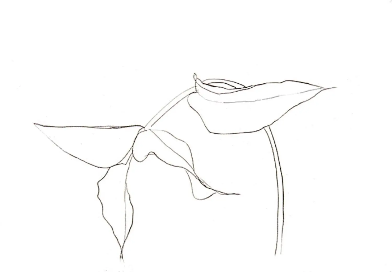 kelly-KL1475-philodendron