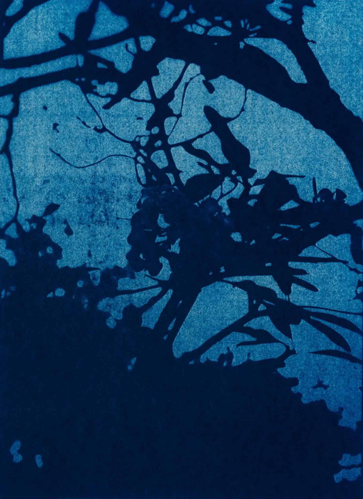 mandry-KL2307-2-5min-to-the-sun-branch