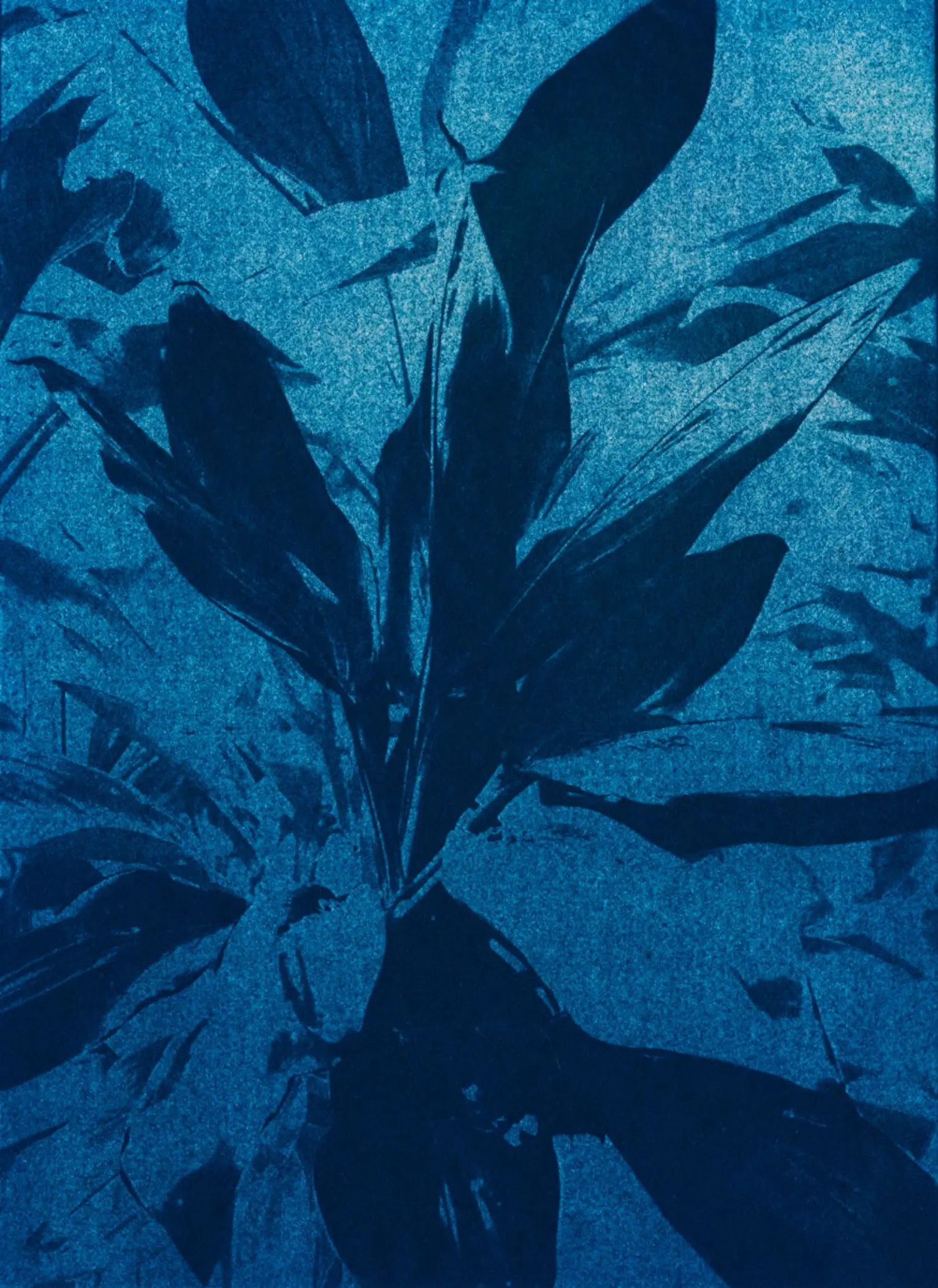 mandry-KL2307-3-5min-to-the-sun-lady-finger