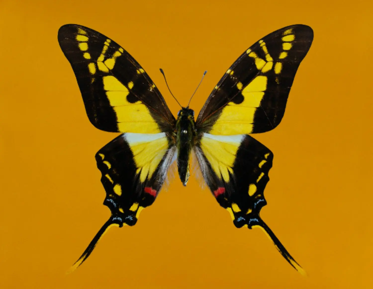 shahbazi-KL1857-schmetterling