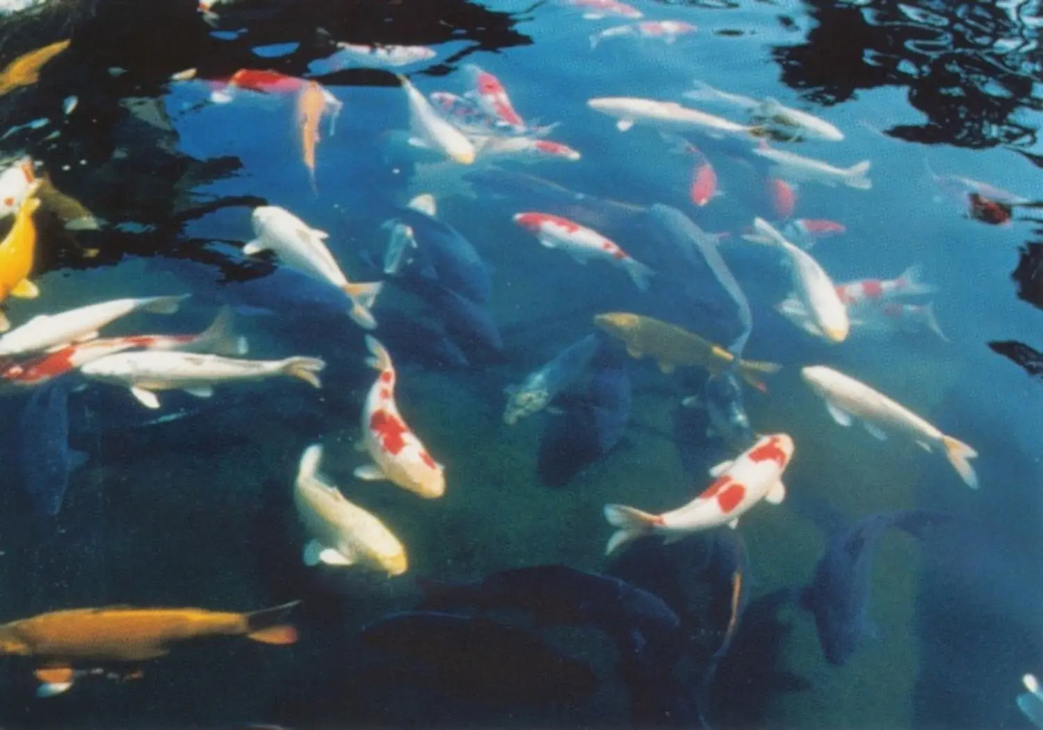 strba-KL1559-koi-japan