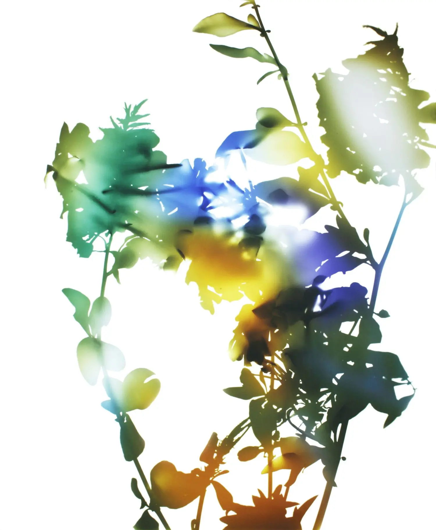 welling-KL1851-flowers