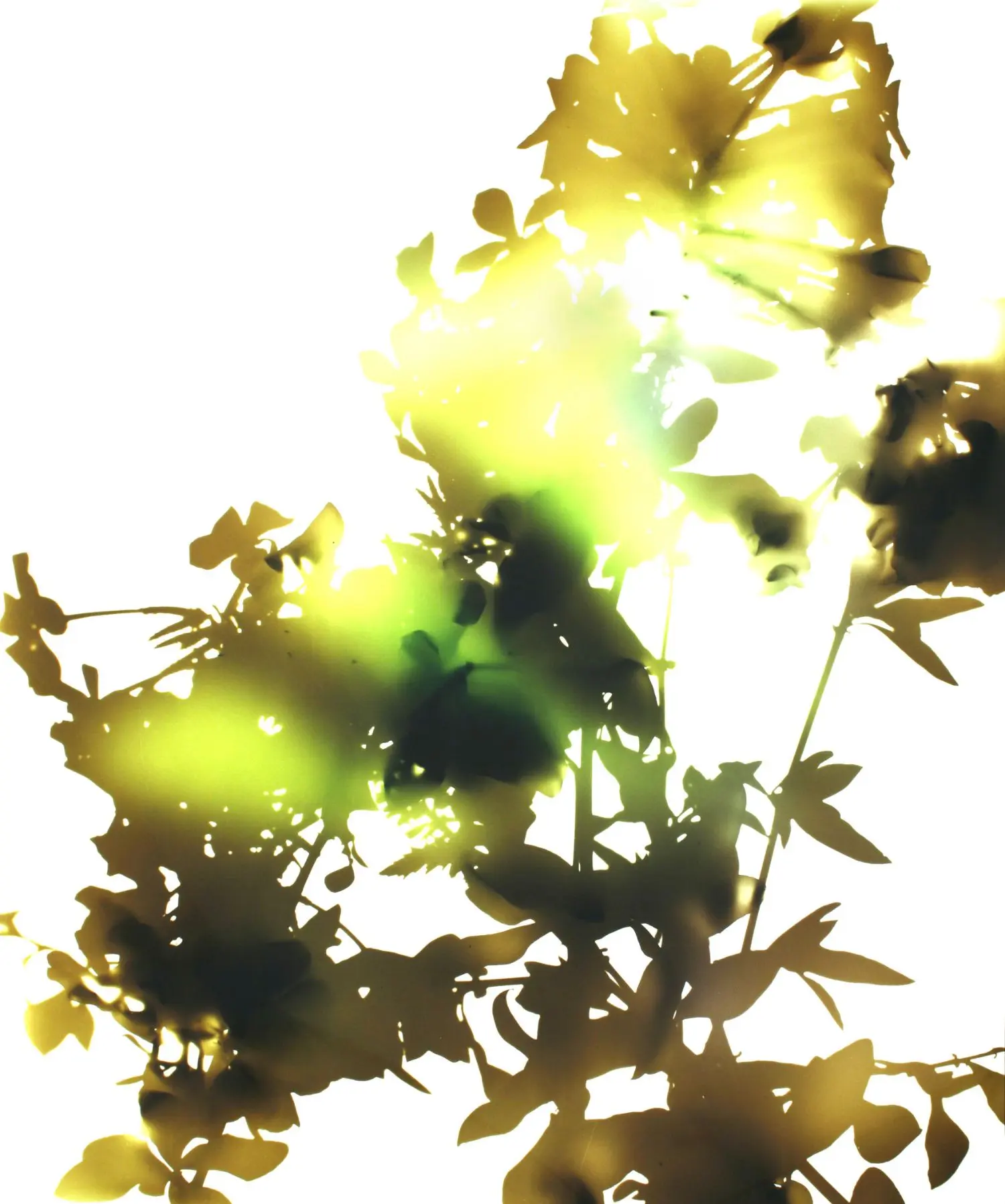 welling-KL1852-flowers