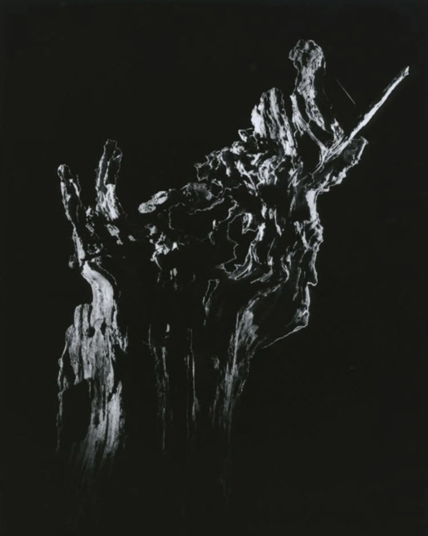 yamamoto-KL2217-11-3013-medusa