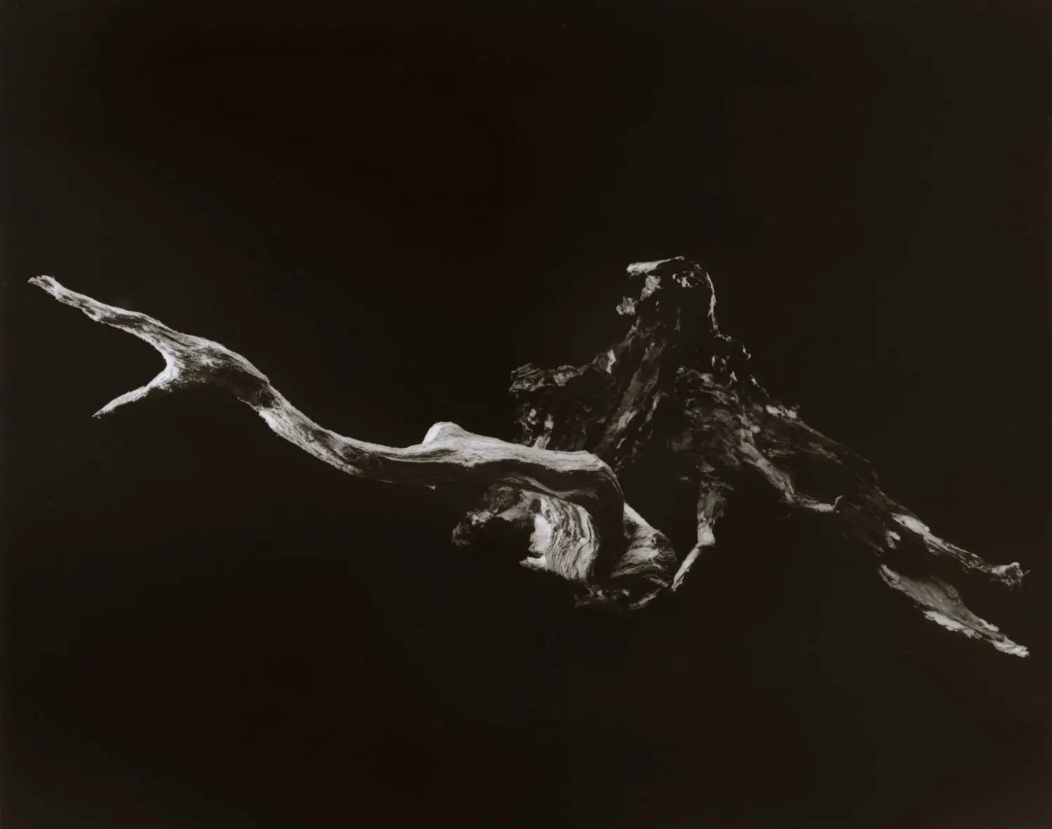 yamamoto-KL2217-12-3014-serpente