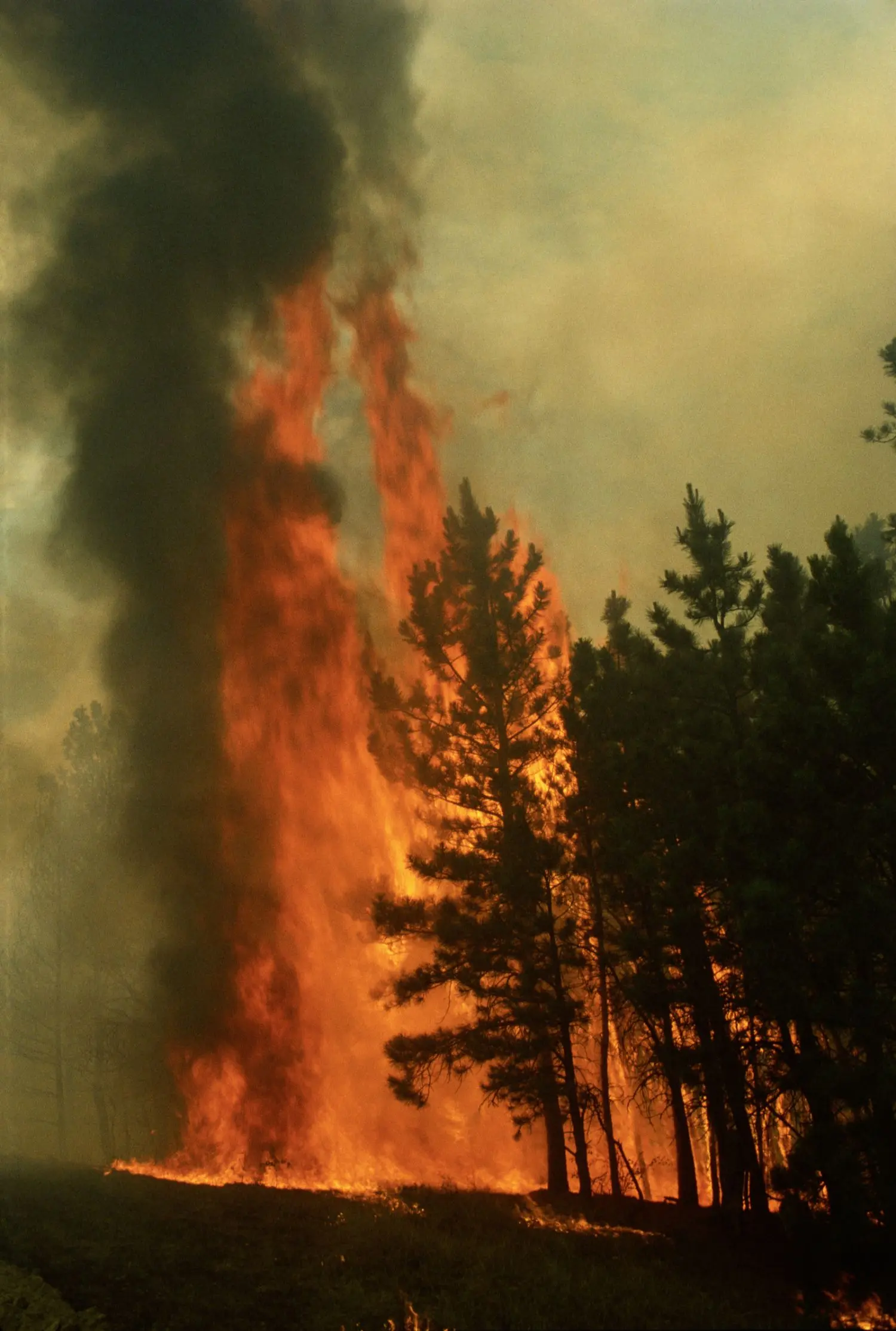 SONAR2019_climate change_wildfire