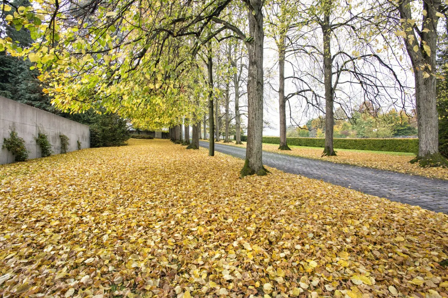 Fall colored leaves on the ground among trees and a driveway.