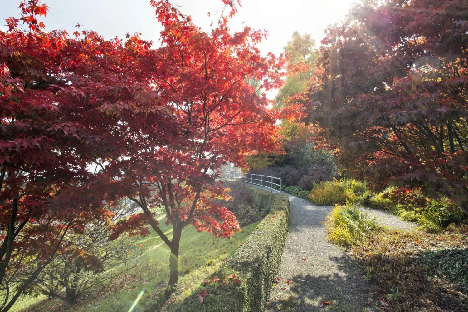 A bright red colored tree next to a walkway and other fall colored trees.