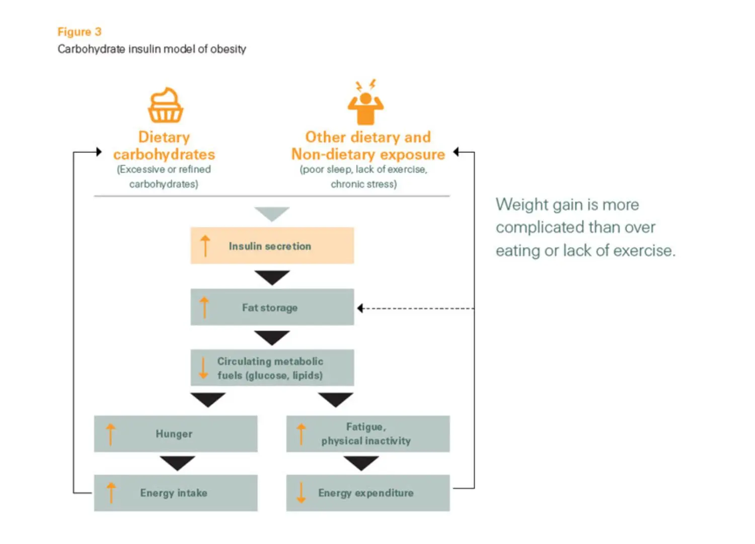 carbohydrate-insulin-model-obesity
