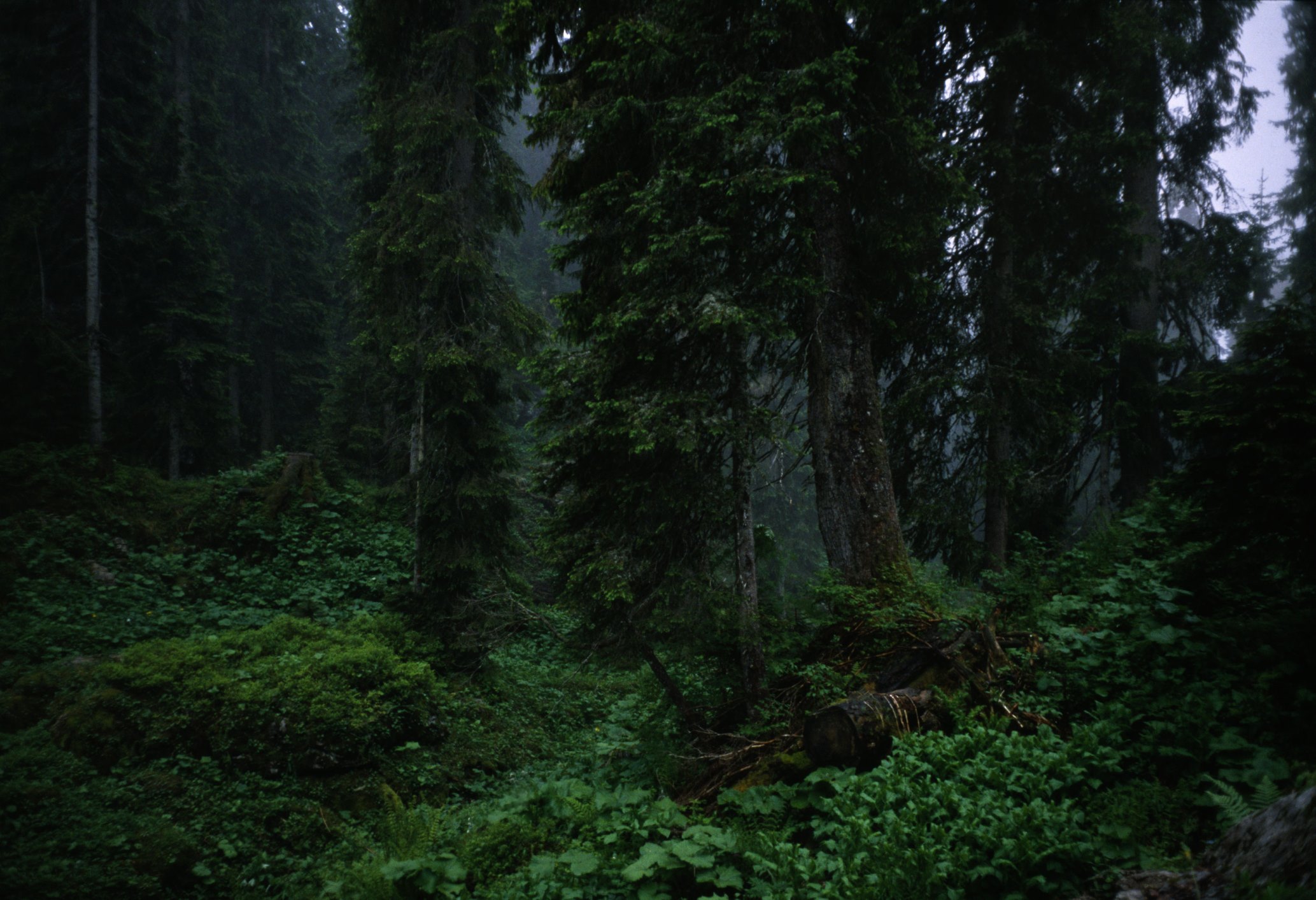 fischli-weiss-KL1685-wald