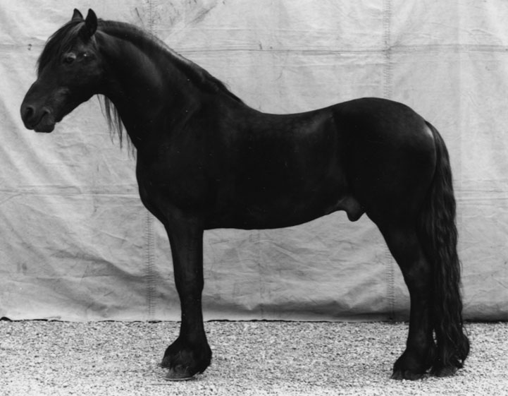 burkhard-KB0731-10-animals