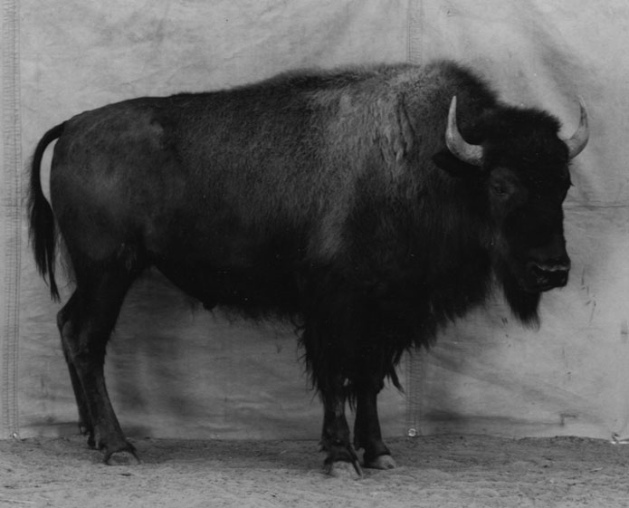 burkhard-KB0731-7-animals