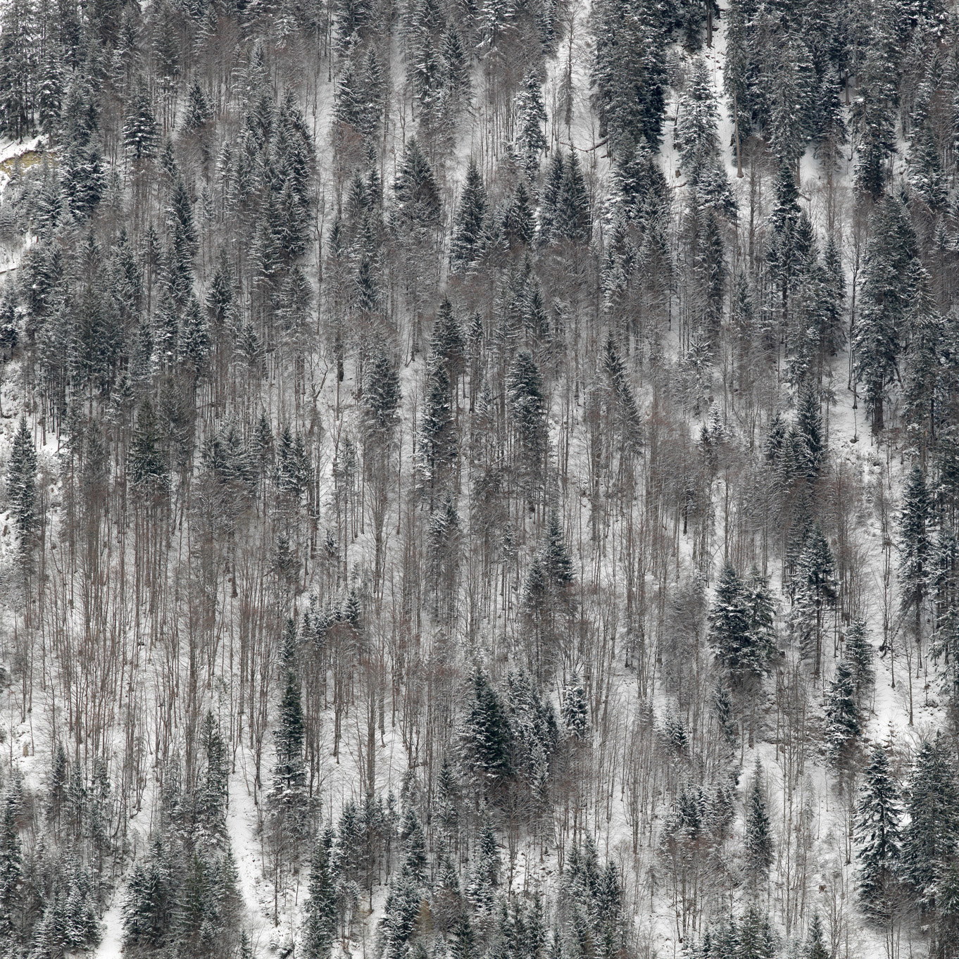 mathis-KL2254-forest1