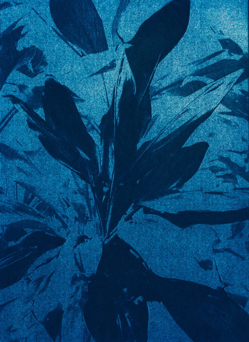 mandry-KL2307-3-5min-to-the-sun-lady-finger