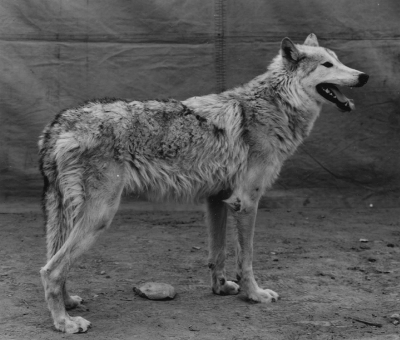 burkhard-KB0731-11-animals