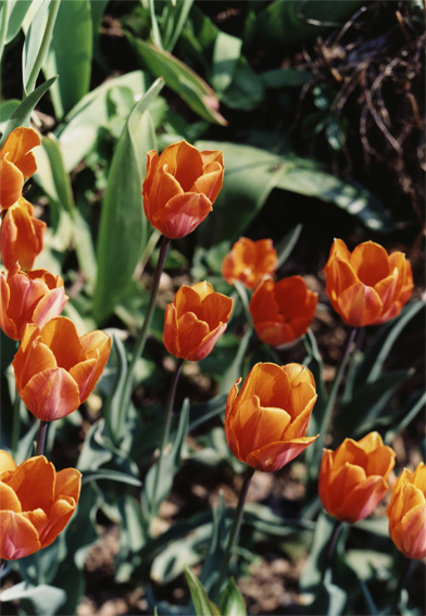 struth-KL1500-feld-orange