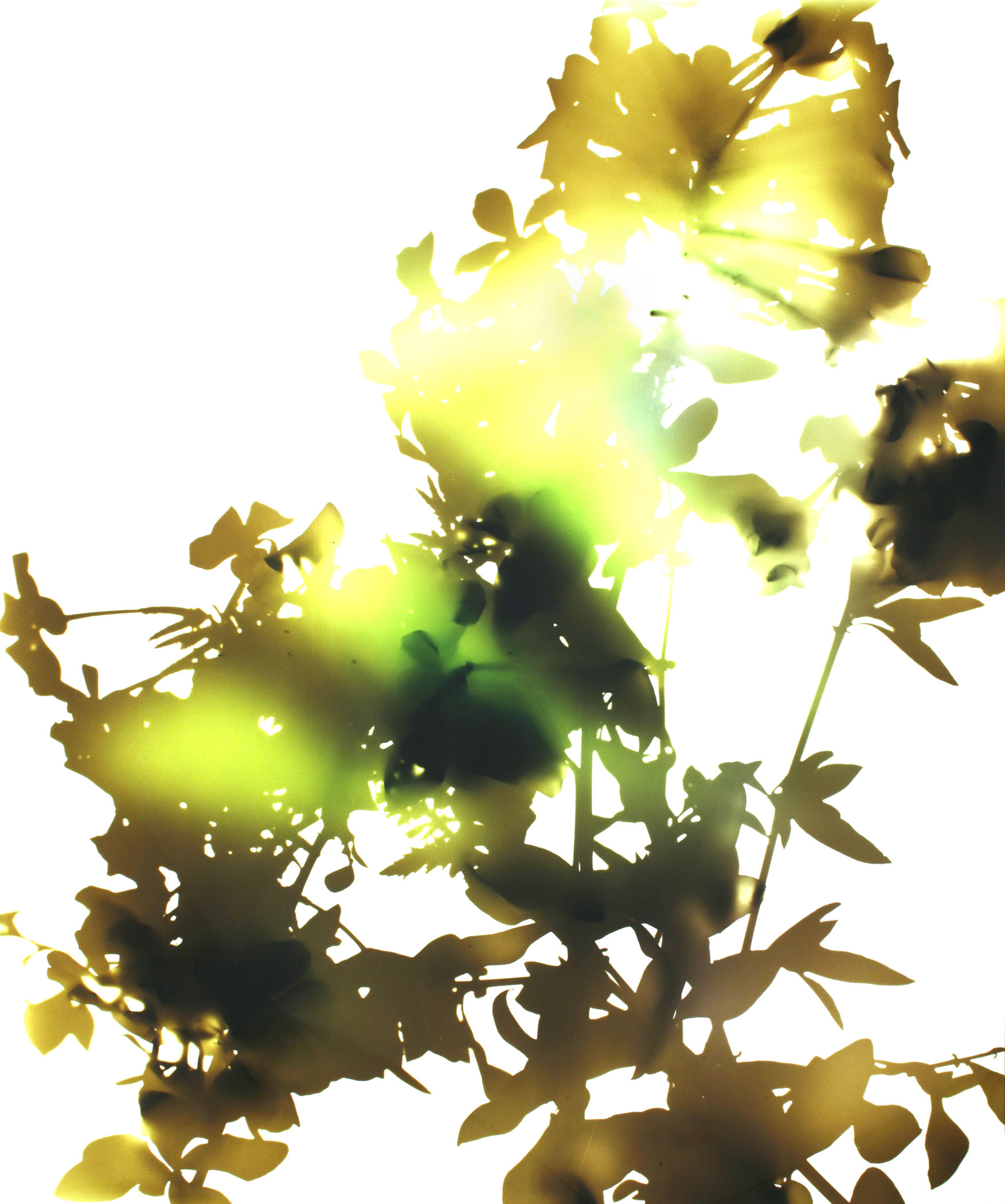 welling-KL1852-flowers