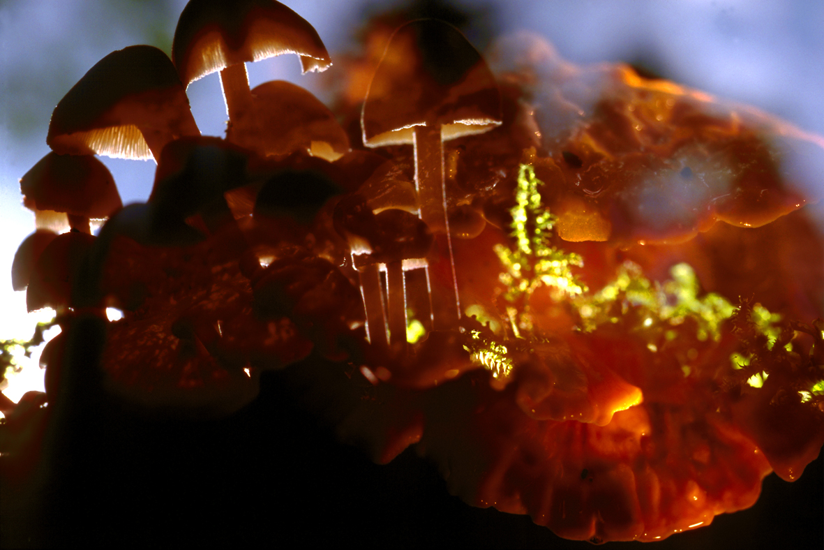 fischli-weiss-KL1538-untitled