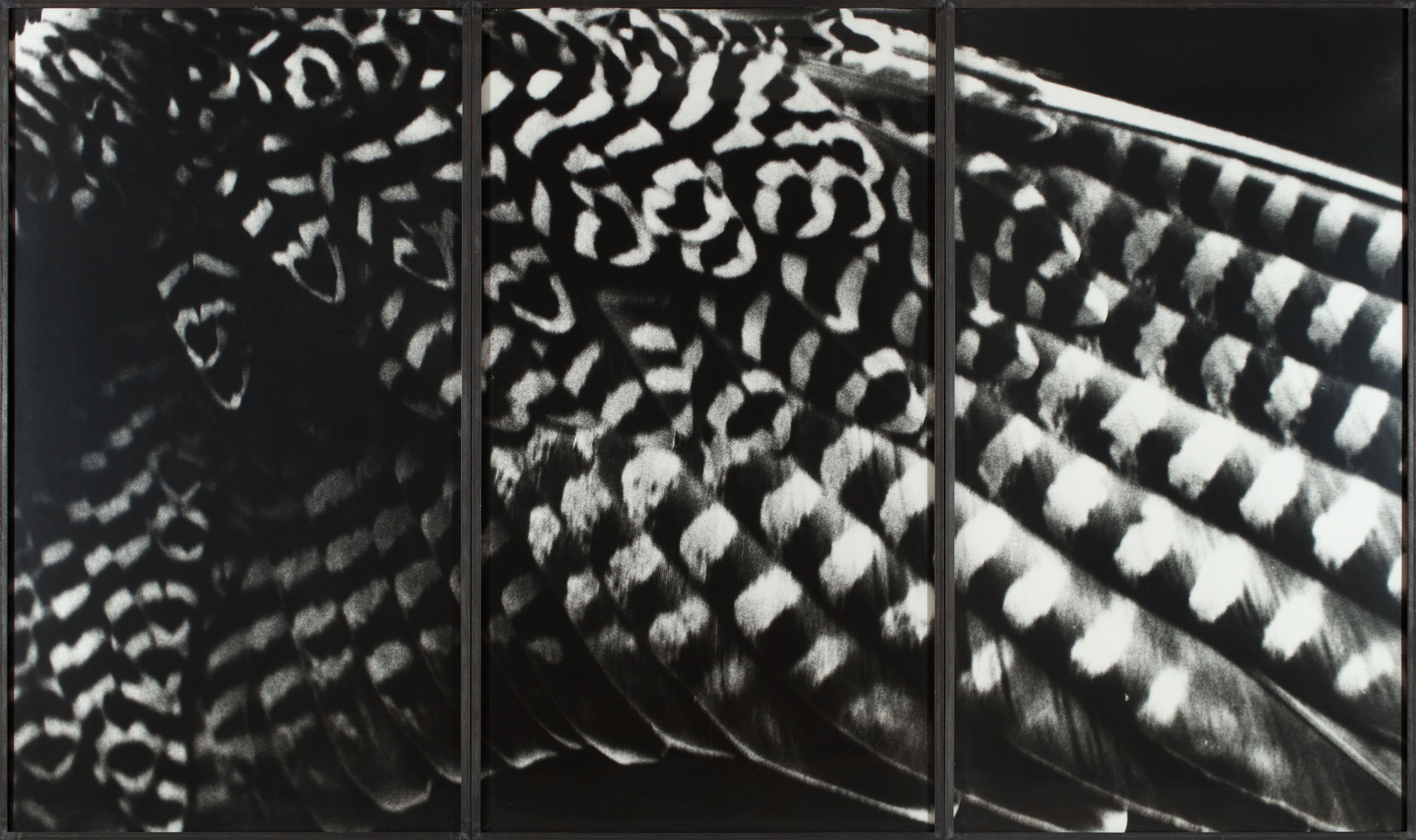 burkhard-KB0431-flugel