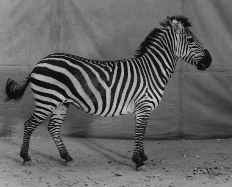 burkhard-KB0731-13-animals