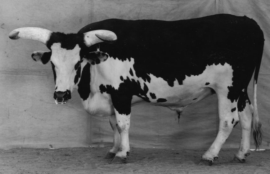 burkhard-KB0731-12-animals