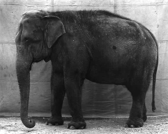 burkhard-KB0731-9-animals