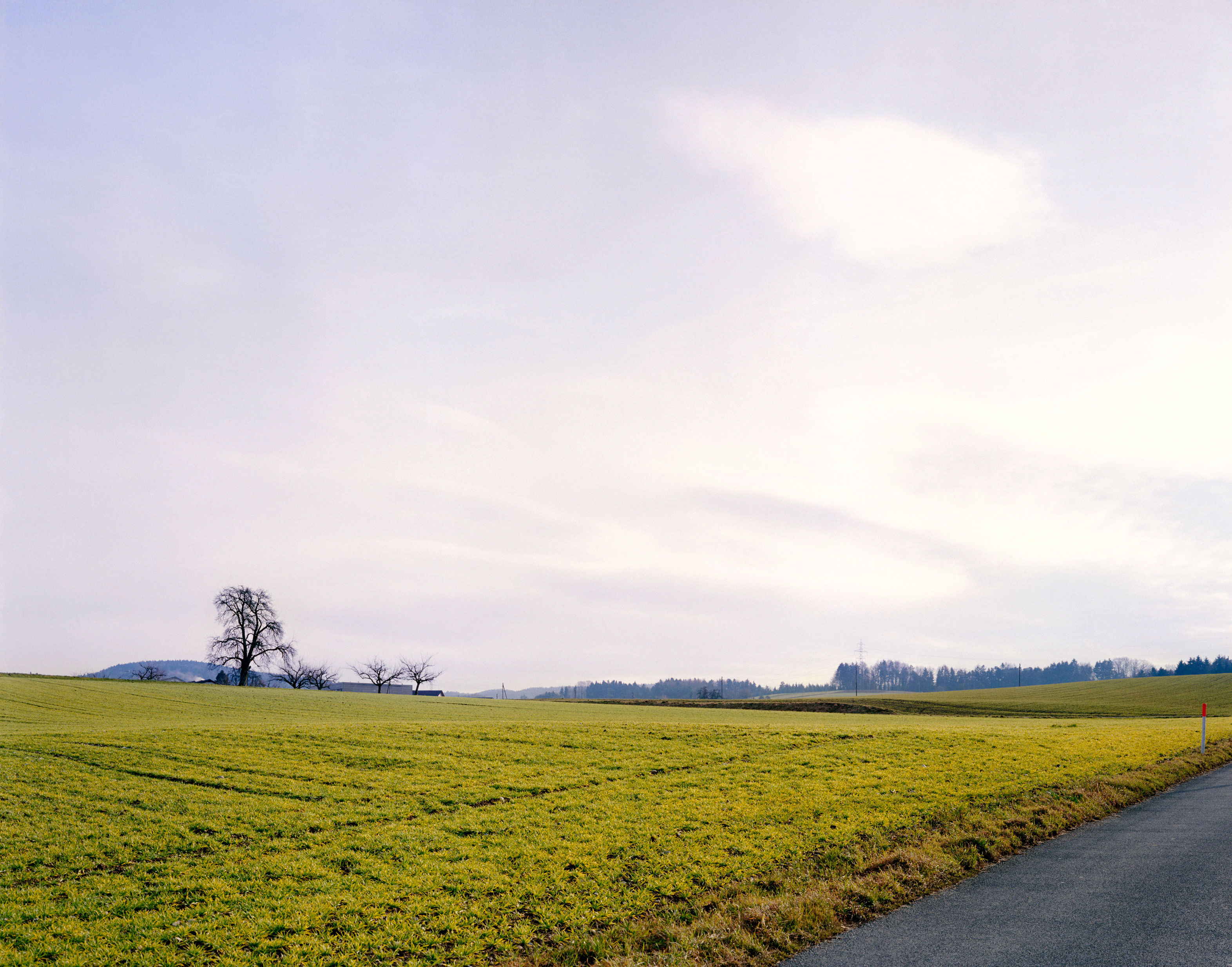 struth-KB0726-gelbes-feld