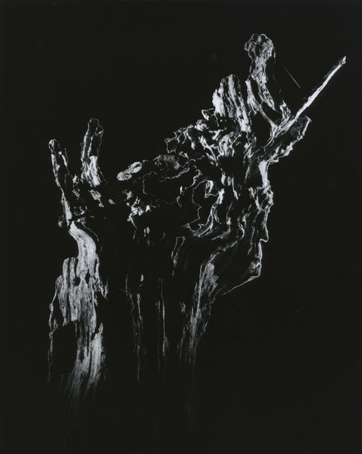 yamamoto-KL2217-11-3013-medusa