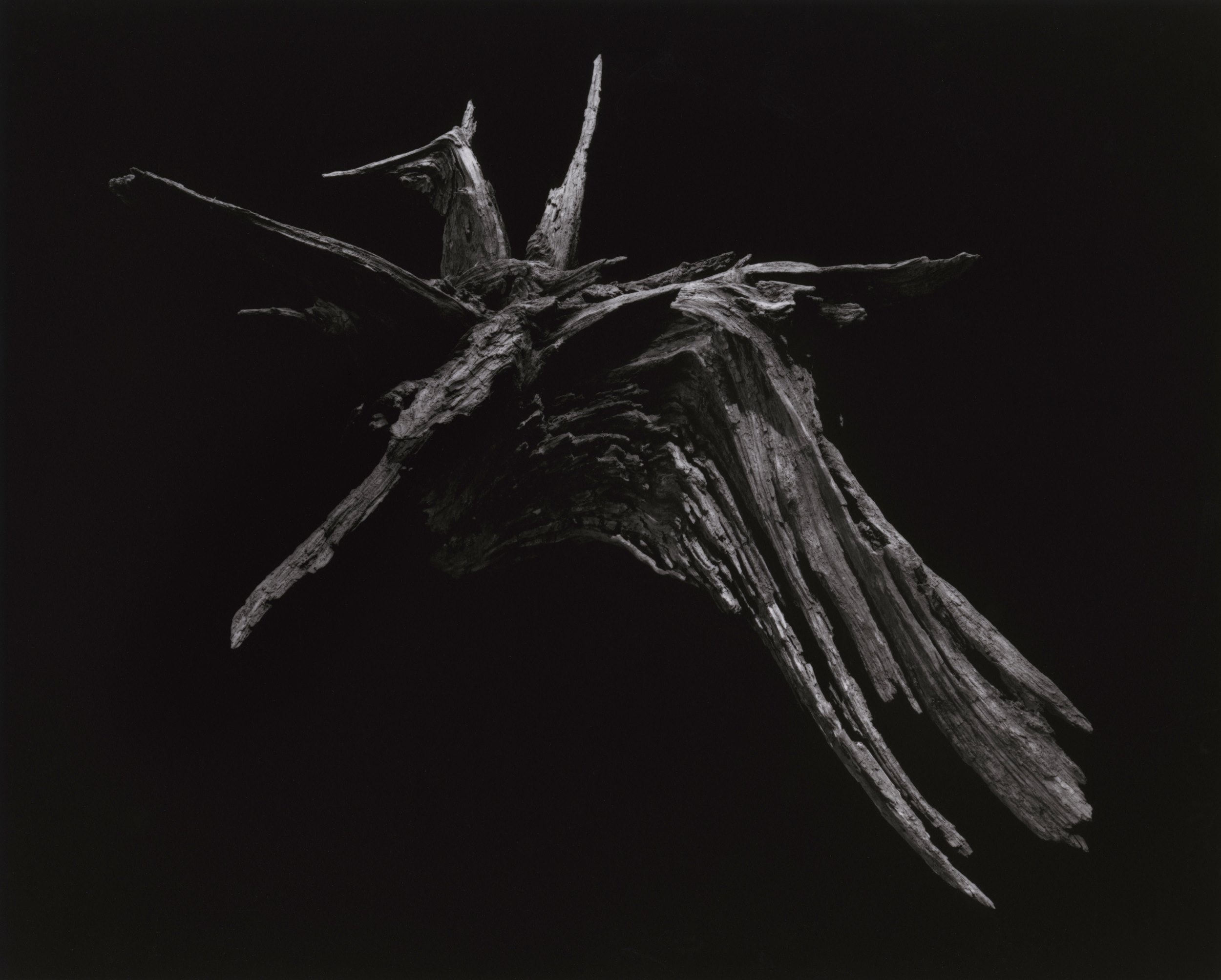 yamamoto-KL2217-1-3005-pegasus