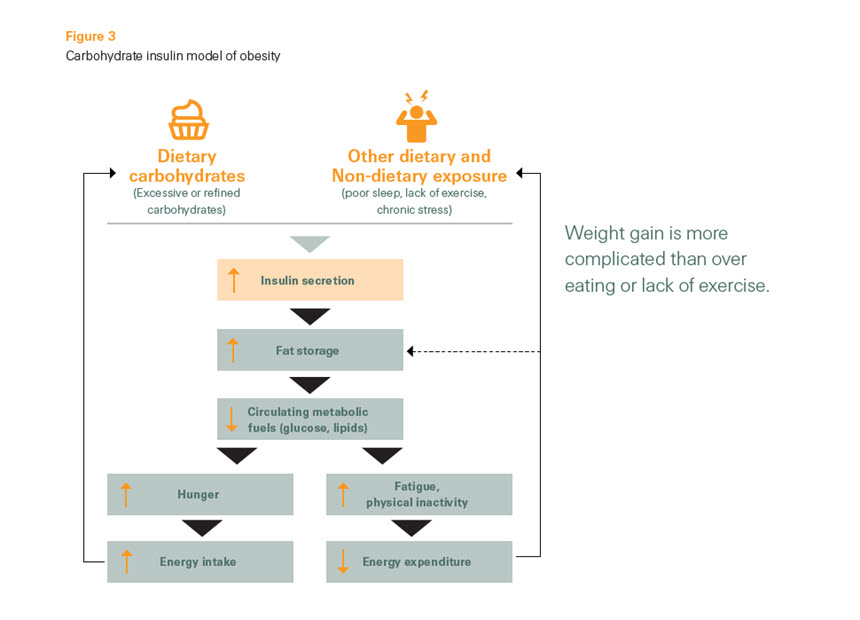 carbohydrate-insulin-model-obesity