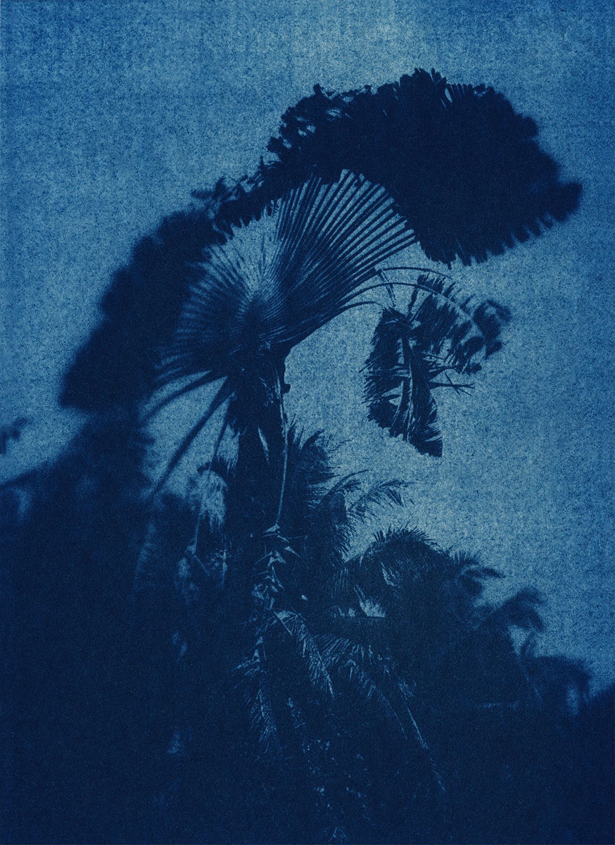 mandry-KL2307-4-5min-to-the-sun-ravenala