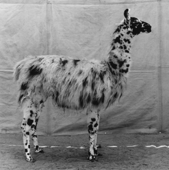 burkhard-KB0731-4-animals