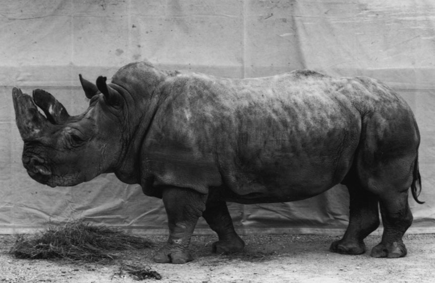 burkhard-KB0731-5-animals