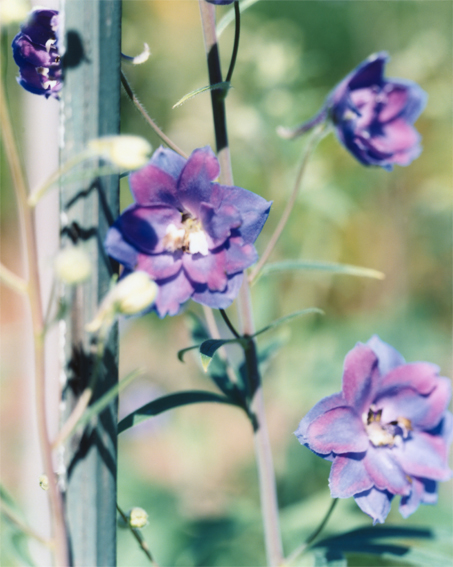 struth-KL1498-einjaehriger