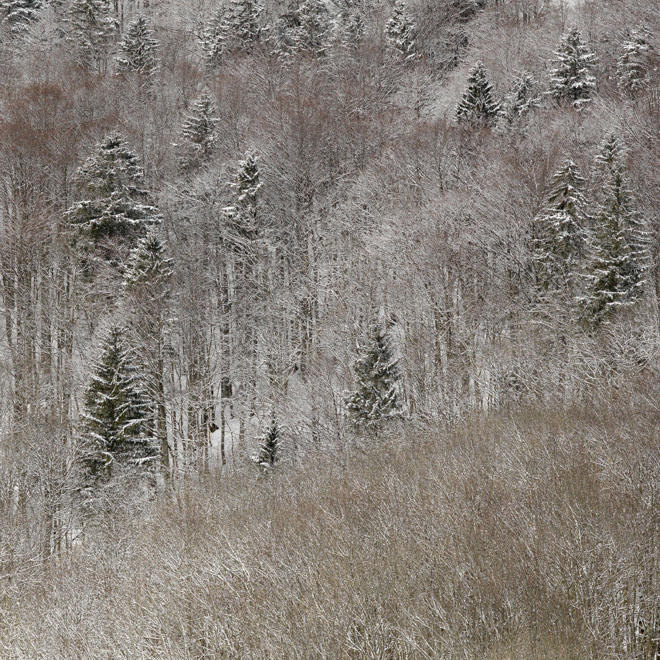 mathis-KL2255-forest2