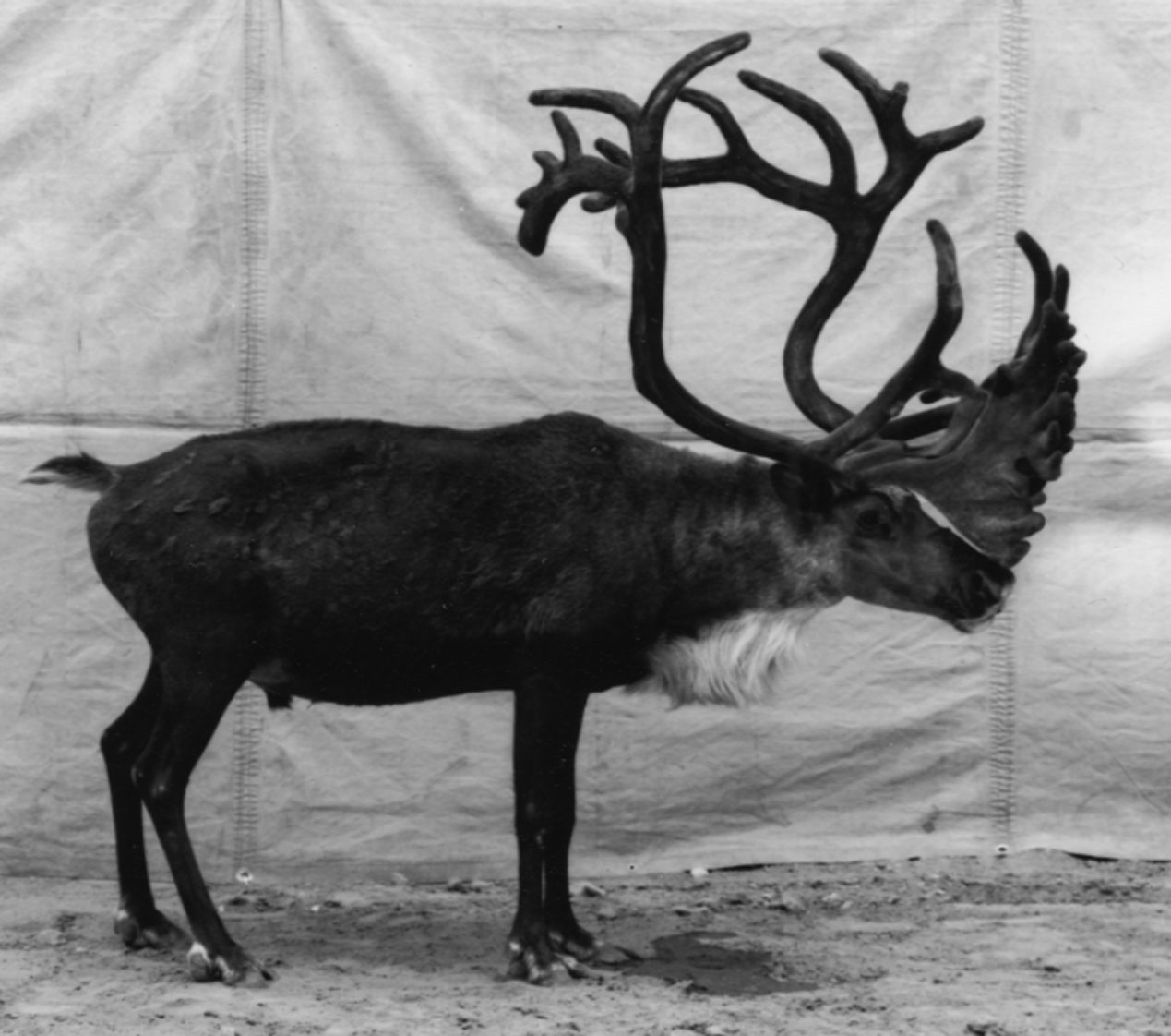 burkhard-KB0731-3-animals