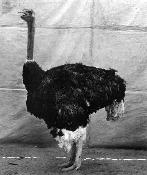 burkhard-KB0731-2-animals