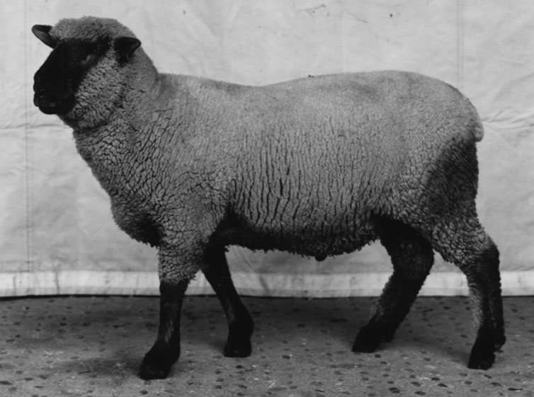 burkhard-KB0731-6-animals