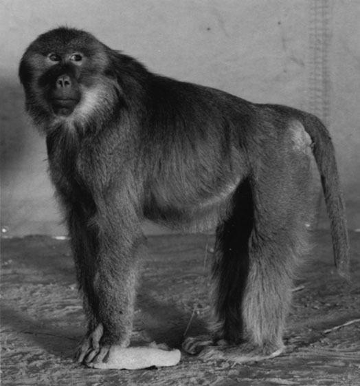 burkhard-KB0731-1-animals