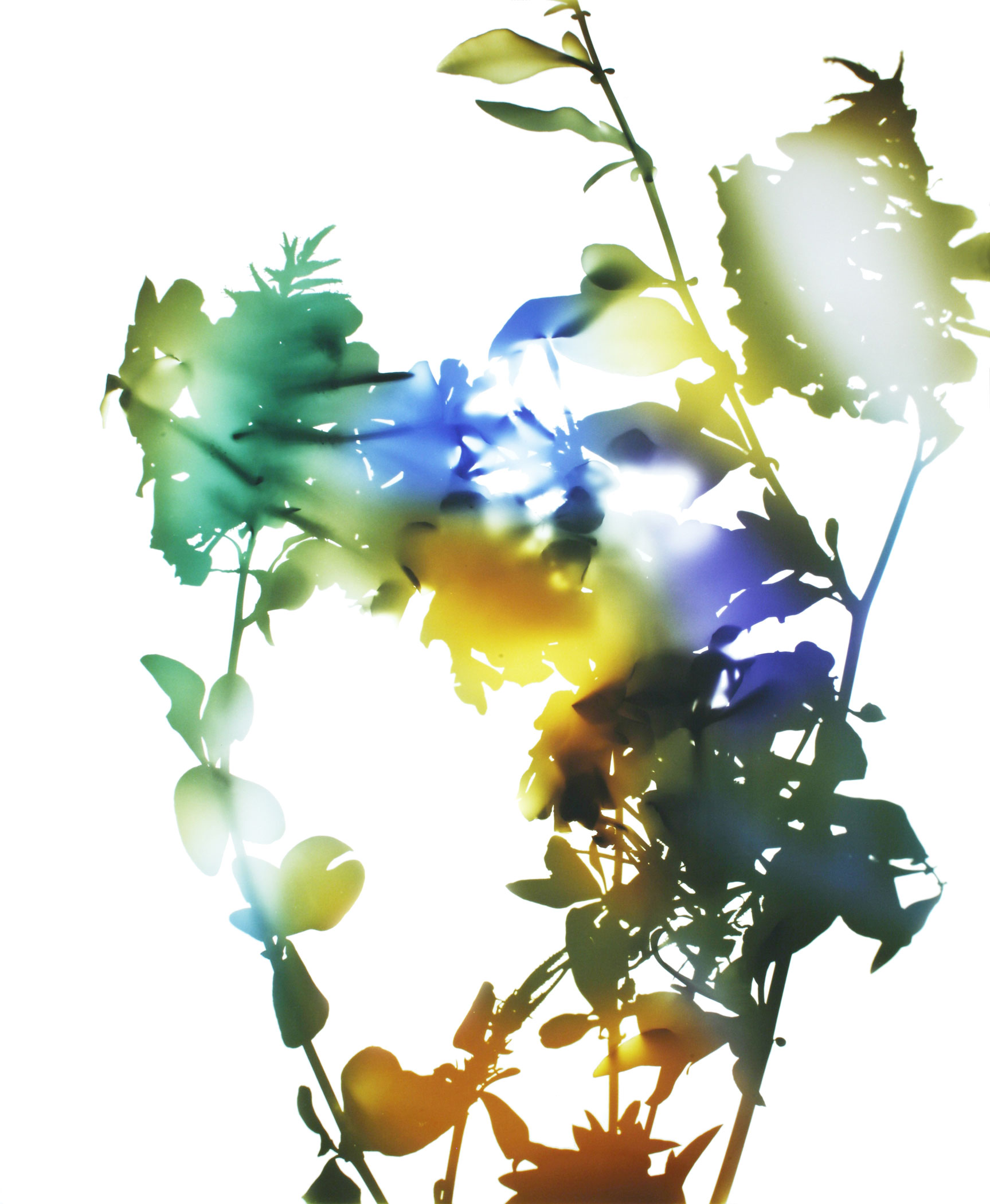 welling-KL1851-flowers