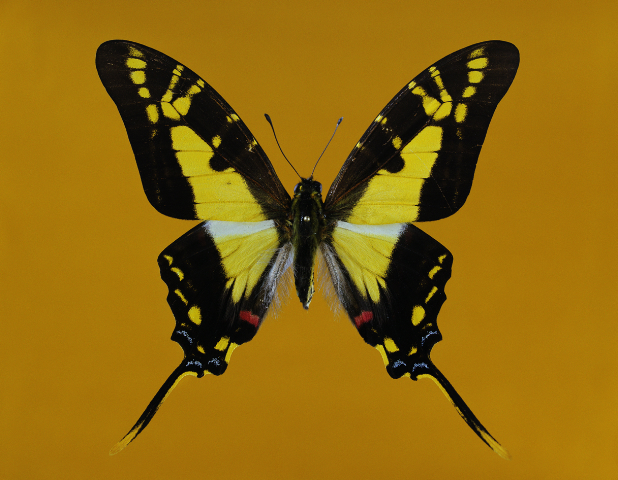 shahbazi-KL1857-schmetterling