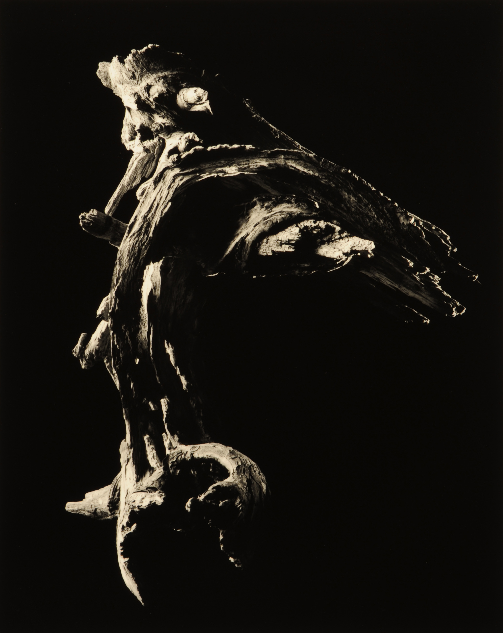 yamamoto-KL2217-5-3007-poseidon