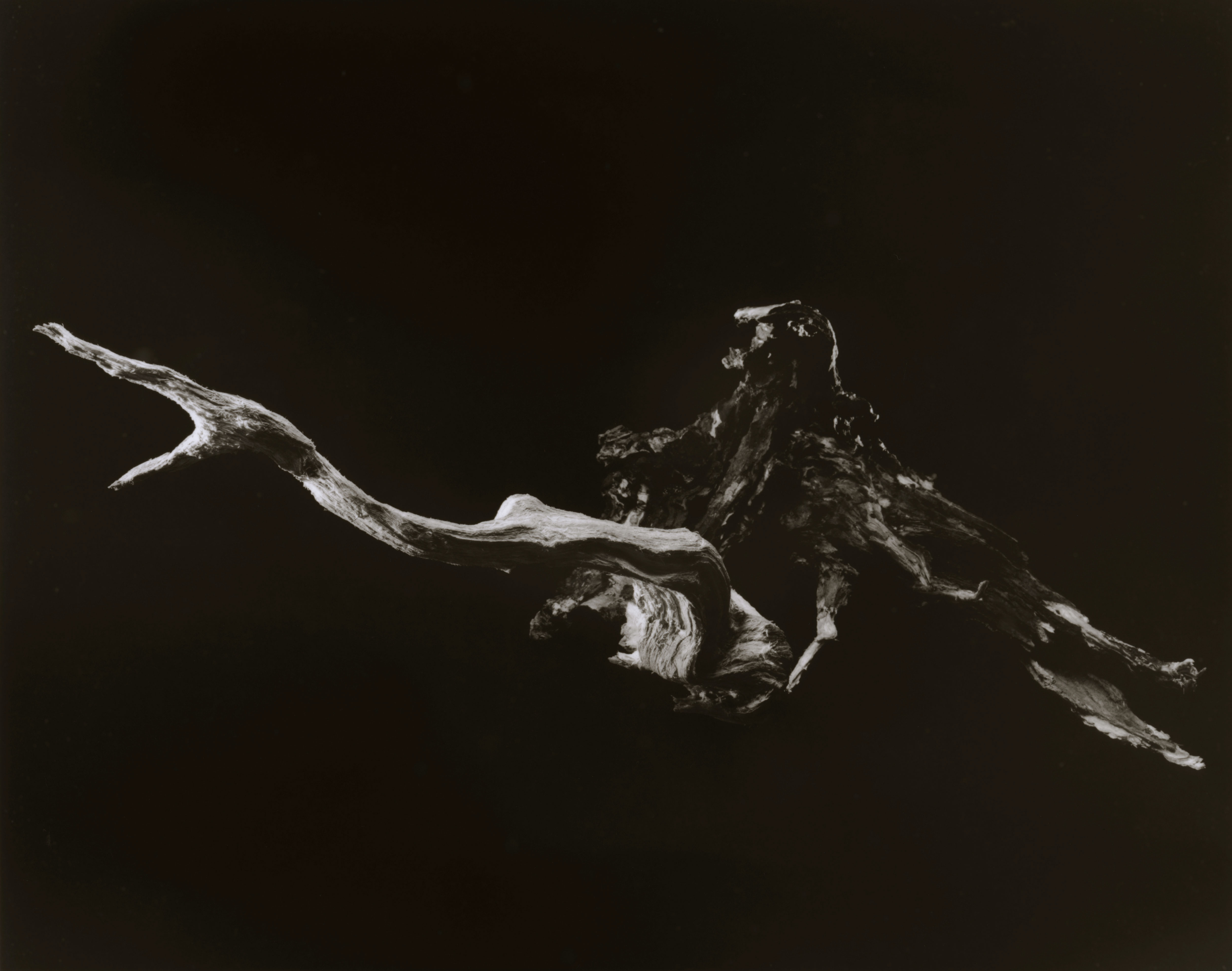 yamamoto-KL2217-12-3014-serpente